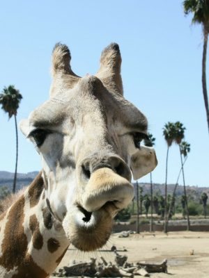 Money Saving Tips for the San Diego Zoo