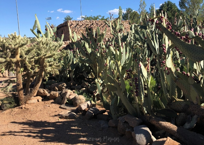 Botanical Garden with various desert plant varieties at Besh Ba Gowah Archaeological Ruins in Globe, Arizona || Besh Ba Gowah Archaeological Park and Museum is a prehistoric Salado masonry pueblo located one mile southwest of the city of Globe, Arizona.