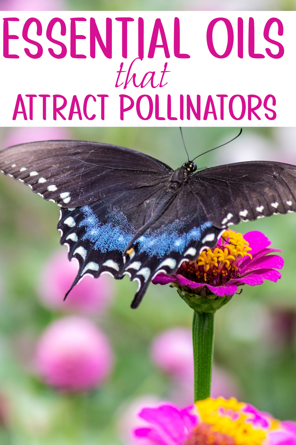 Essential Oils that Attract Pollinators!