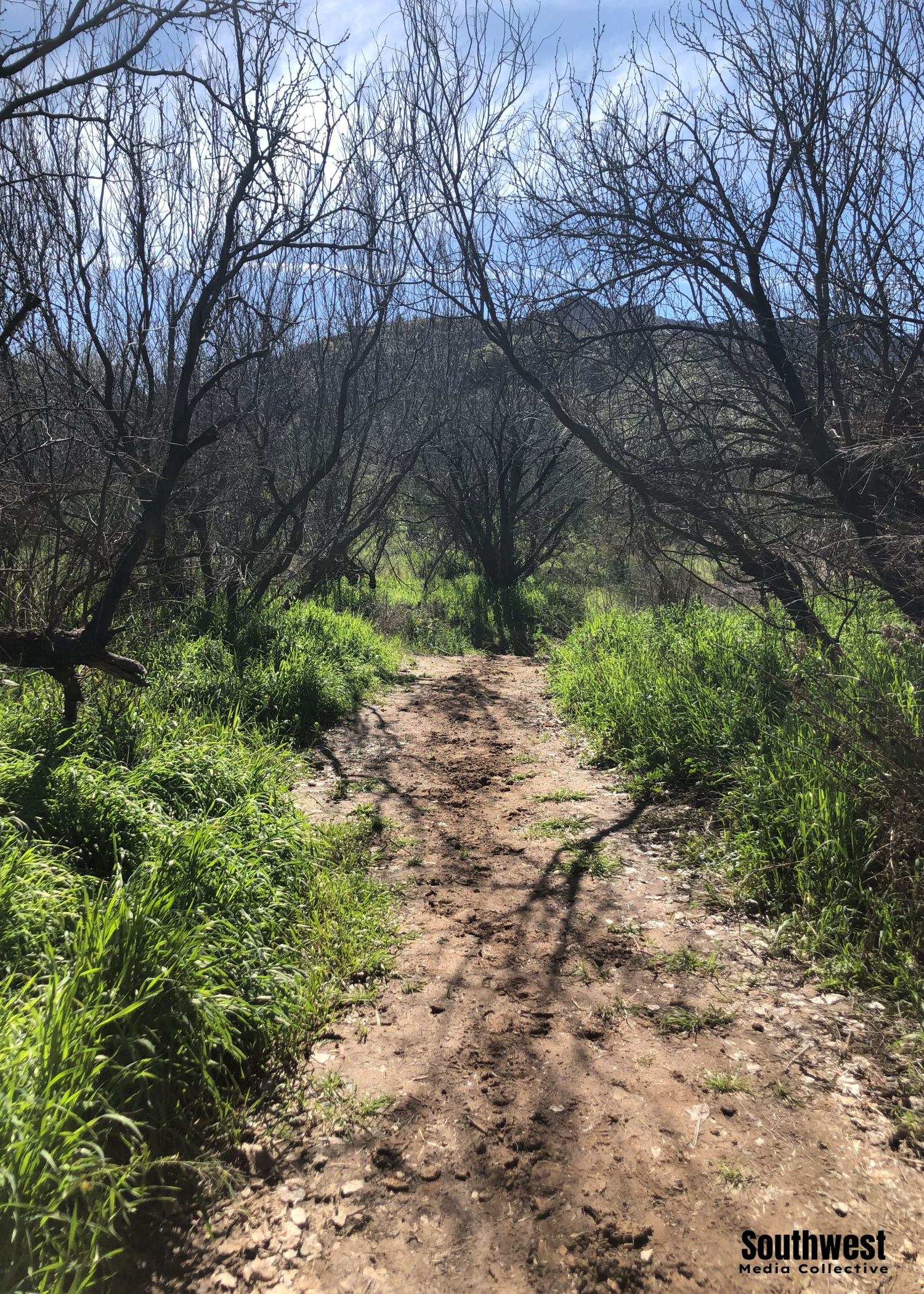 Do some Apache Tears Mining in Superior, Arizona on this beautiful family-friendly trail - here are some tips to help you uncover some beautiful obsidian!