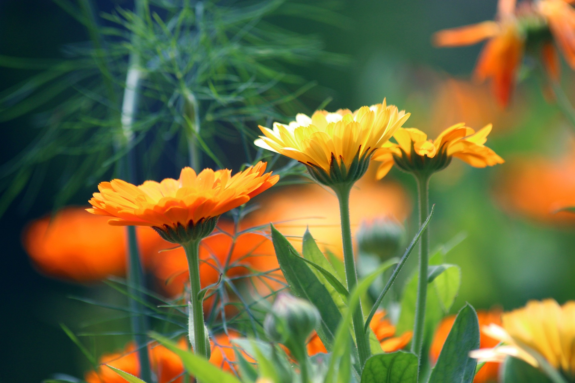 Calendula Flower