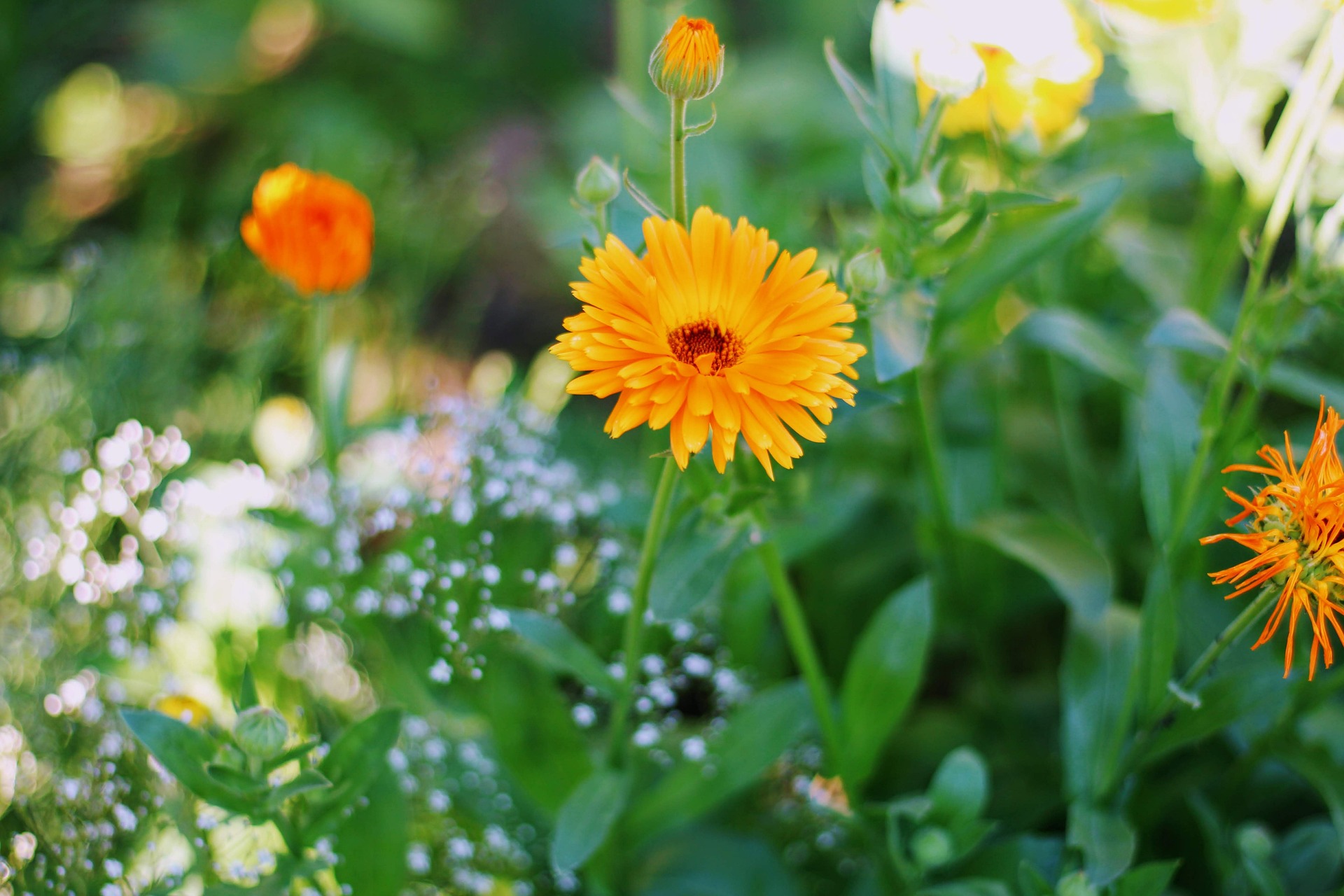 Calendula Flower