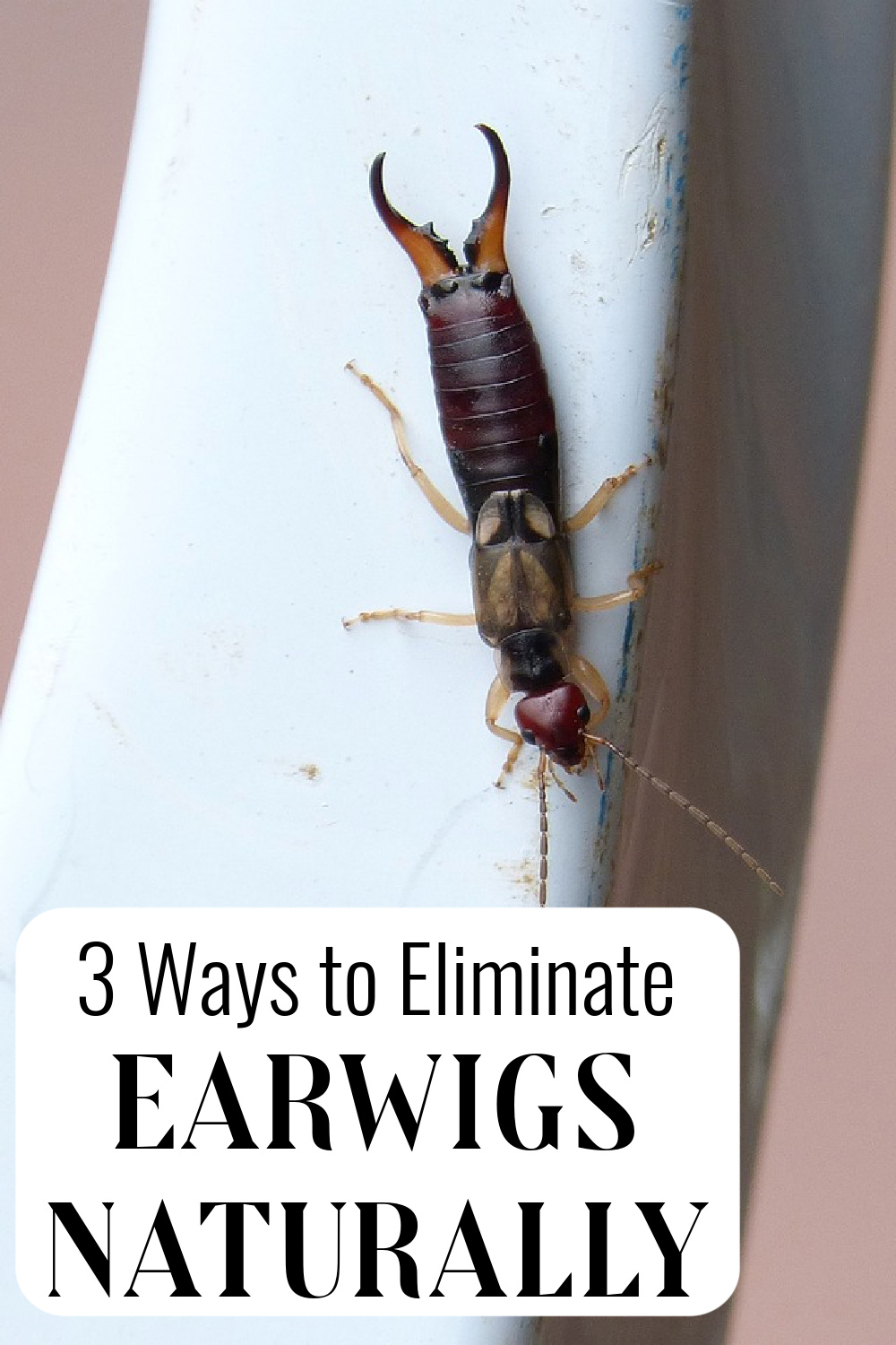 3 Ways to Eliminate Earwigs Naturally