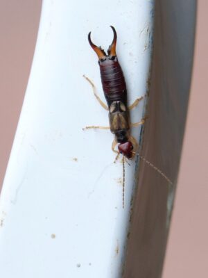 3 Ways to Eliminate Earwigs Naturally