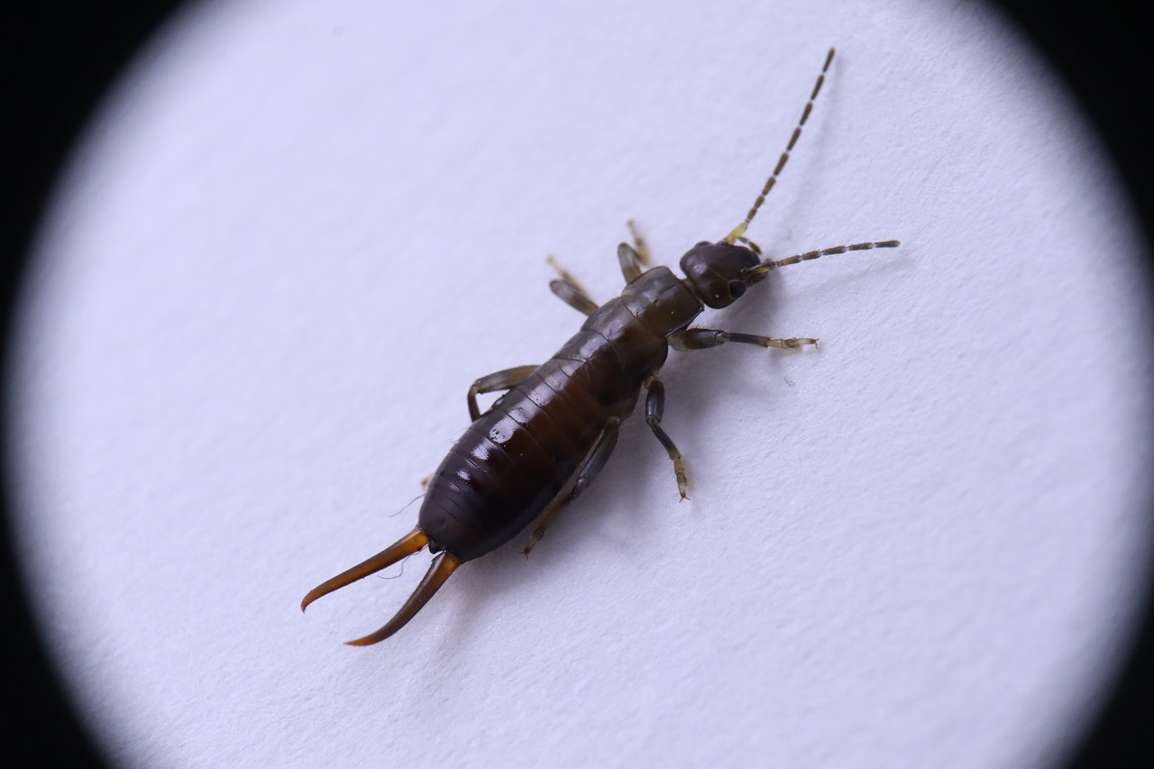 3 Ways to Eliminate Earwigs Naturally