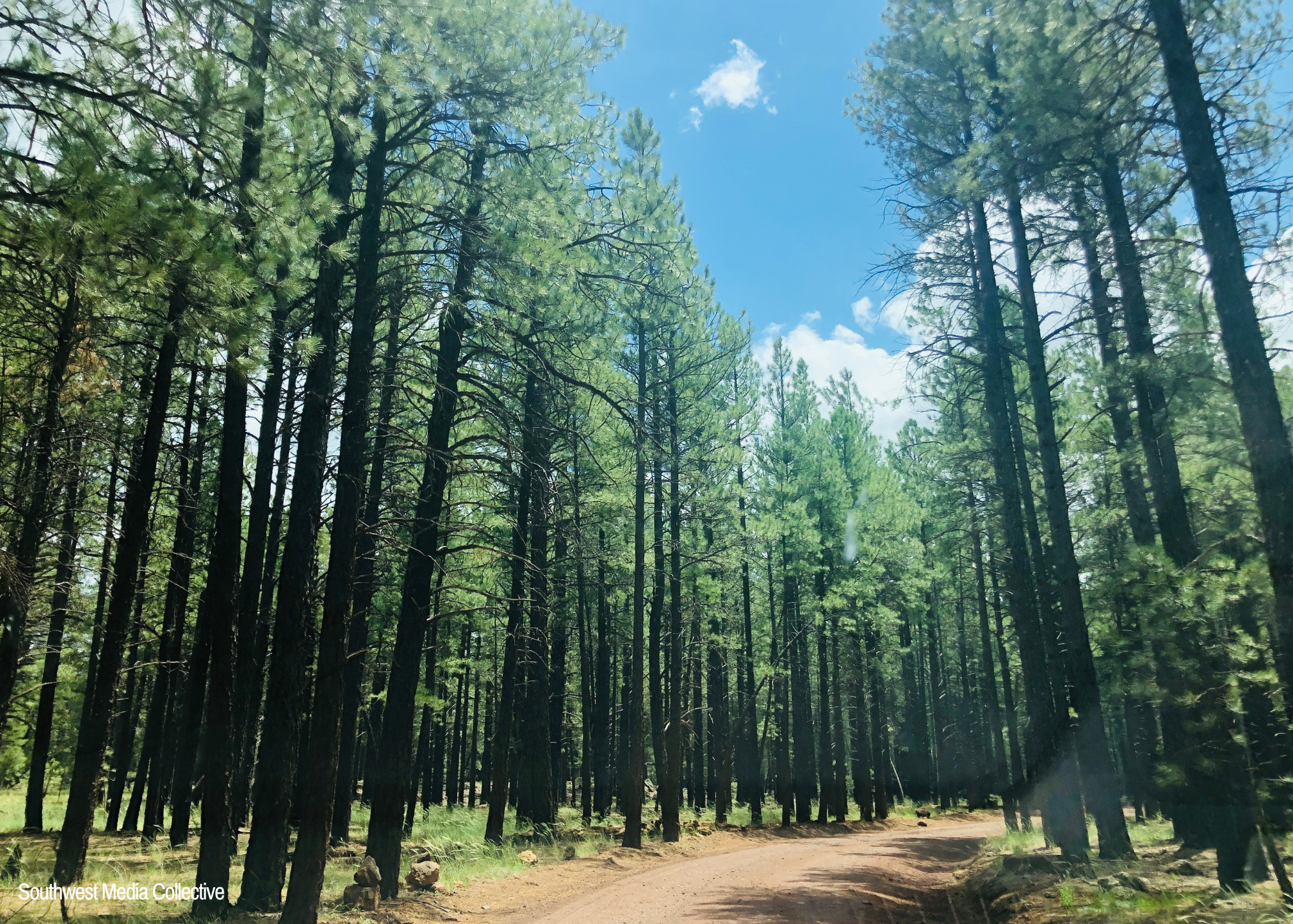 The Lava River Cave is just 30 minutes away from Flagstaff, Arizona. The cave itself was formed 700,000 years ago - at that time, molten lava erupted out of nearby Harts Prairie. The cave was founded in 1915 by lumbermen in the area.