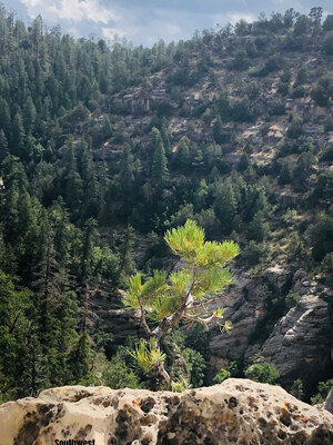 Visit Walnut Canyon National Monument