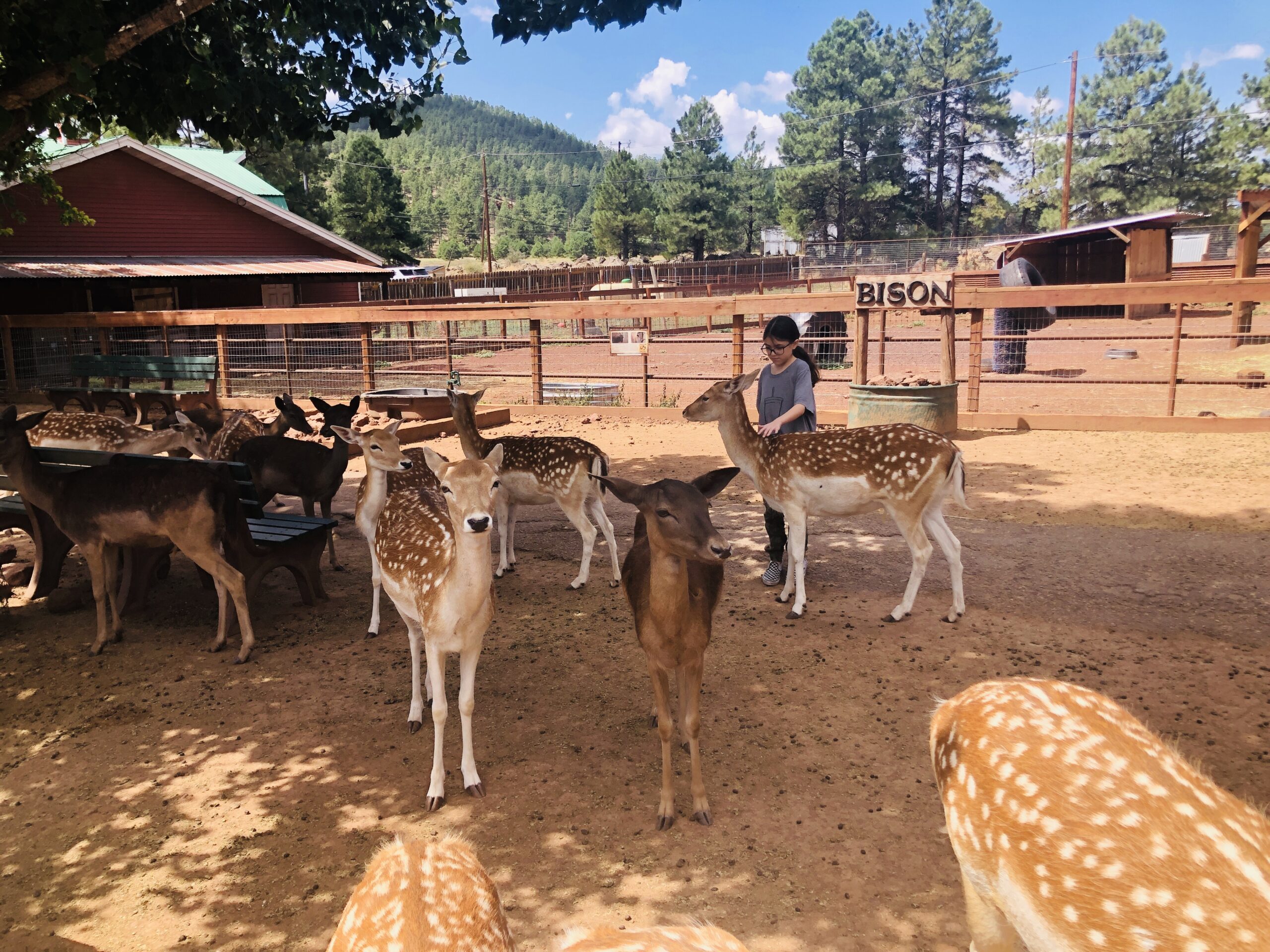 Grand Canyon Deer Farm