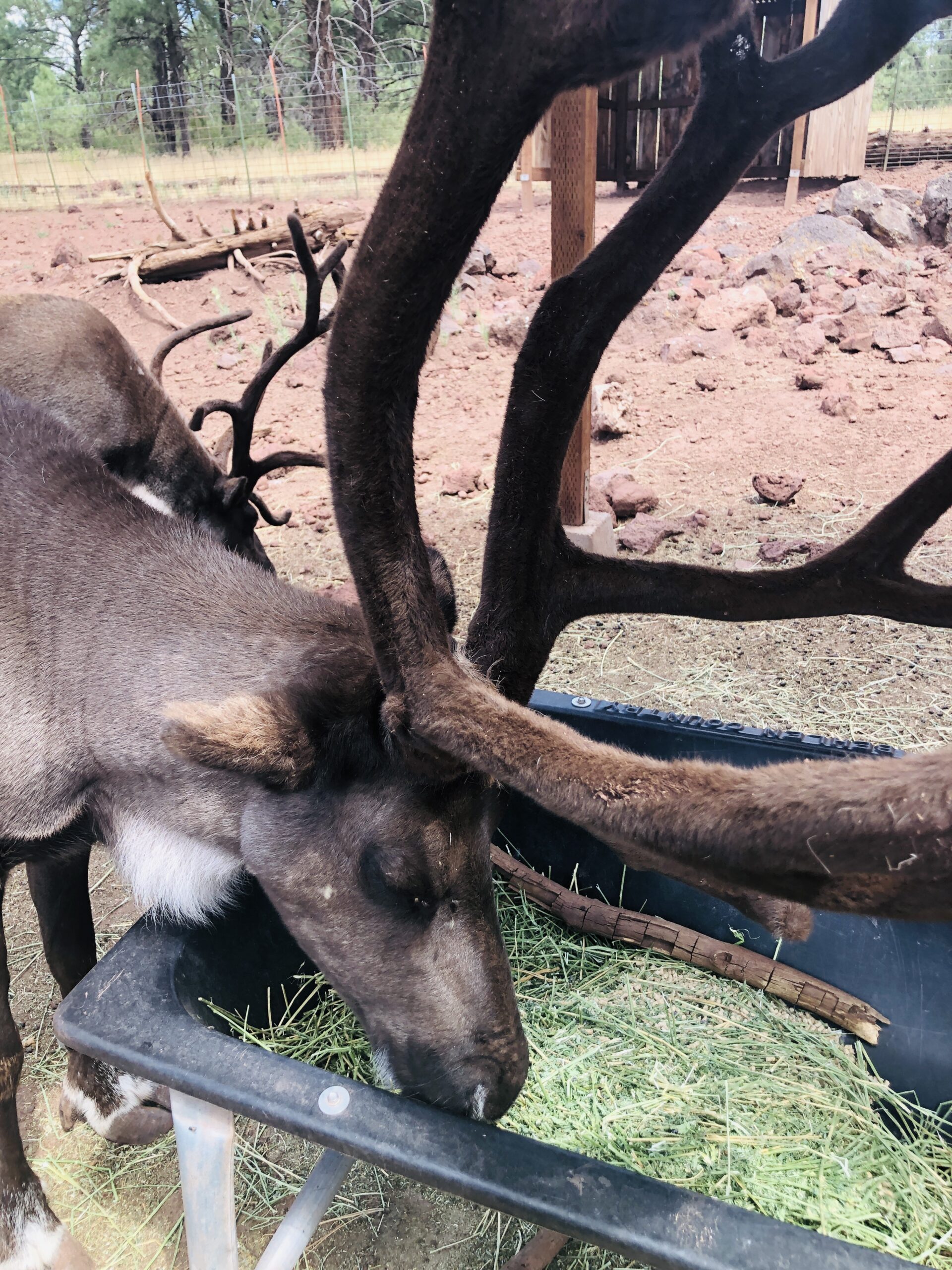 Grand Canyon Deer Farm