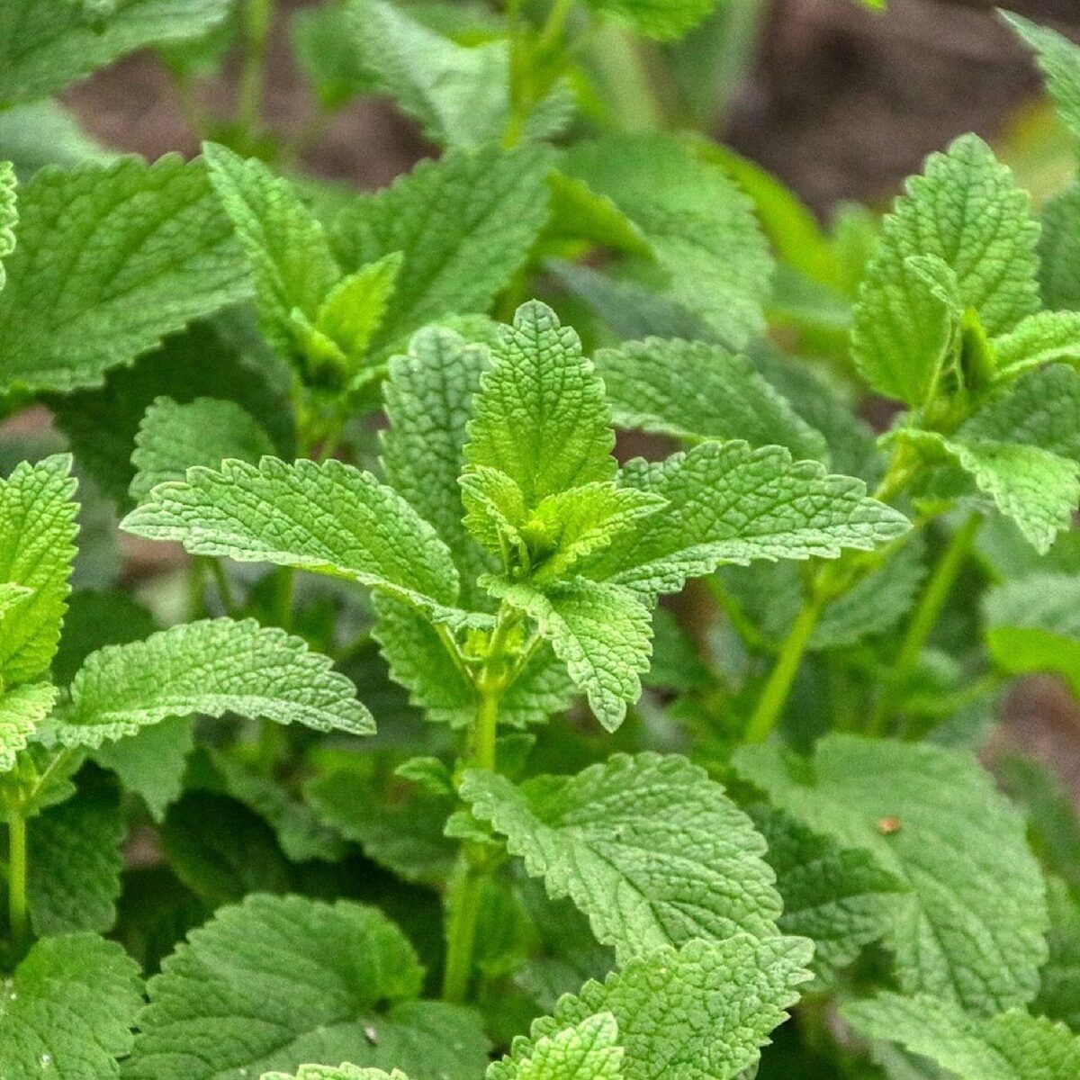 Lemon Balm Herbal Lip Balm